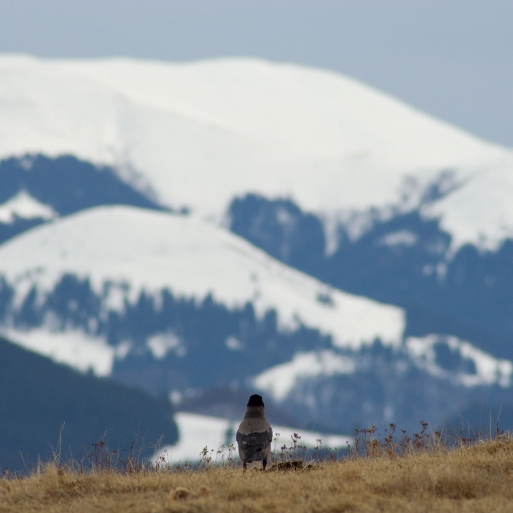 Villarrica Traverse | Observación de Aves